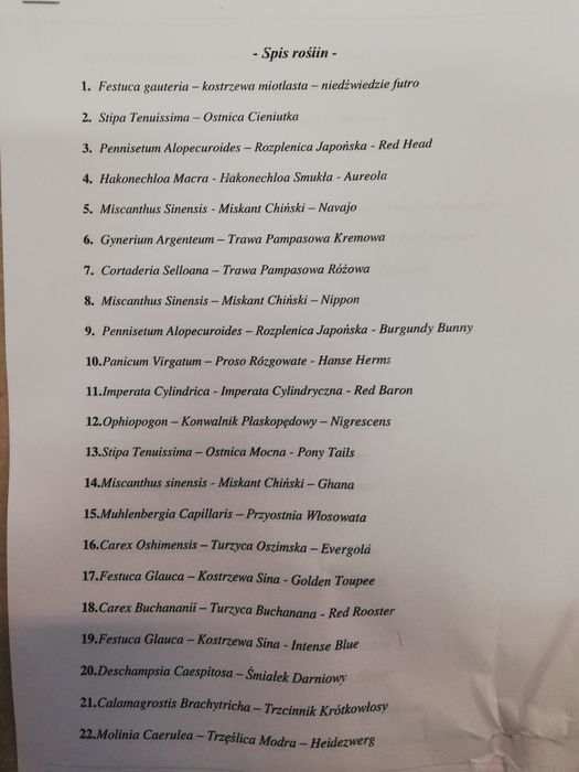 Trawa Miskant chiński Zebrinus