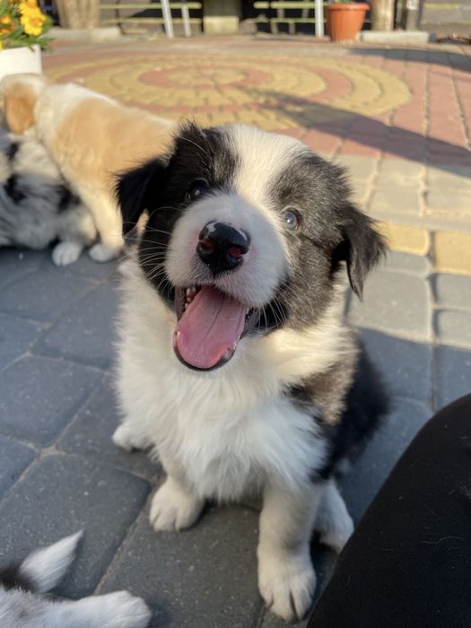 Szczeniaczek Border Collie Czarno-Biały