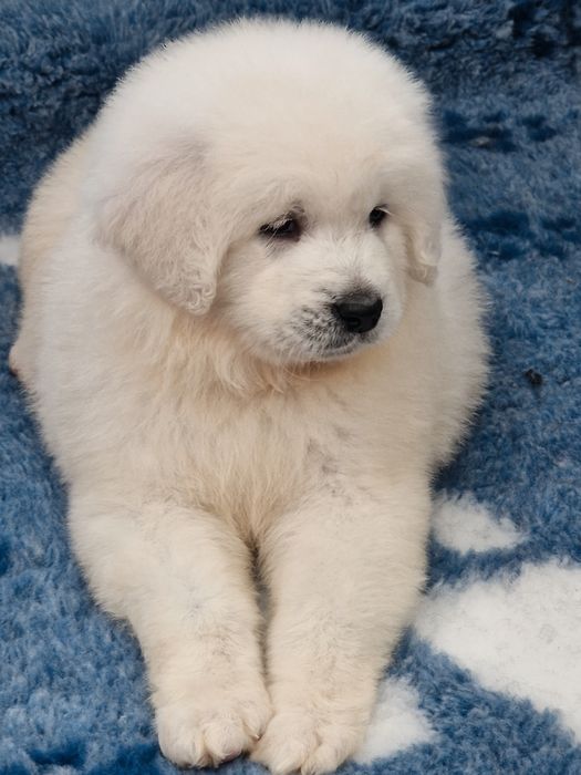 Sprzedam pieska Owczarek podhalanski