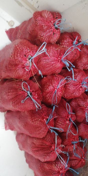 Vendo sacas de pinhas 5KG
