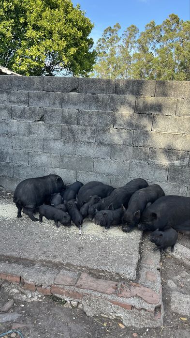 Porcos vietnamitas