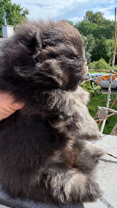 Szpic miniaturowy Pomeranian FCI zkwp