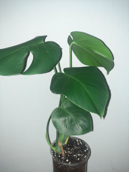 Монстера Деліціоза