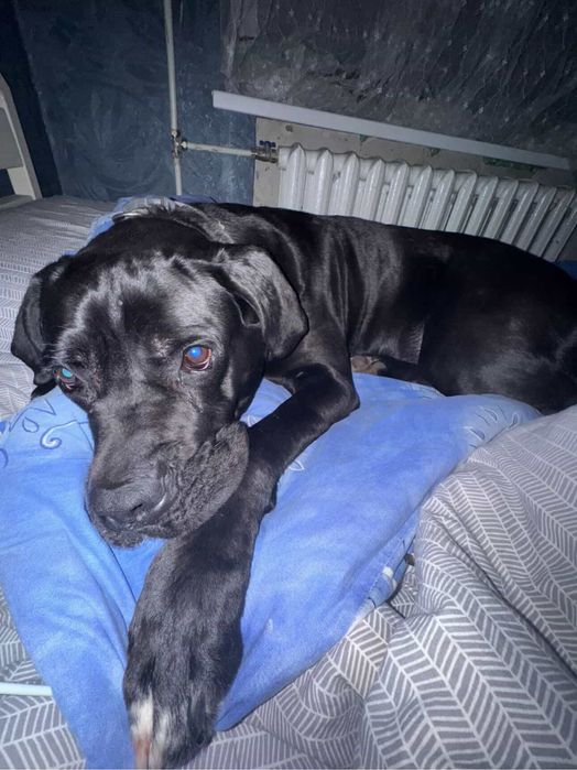 Отдаём собаку в хорошие руки