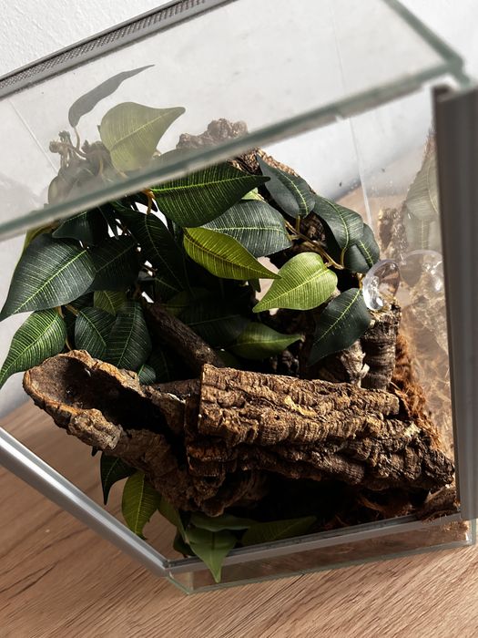 terrarium z dodtakami