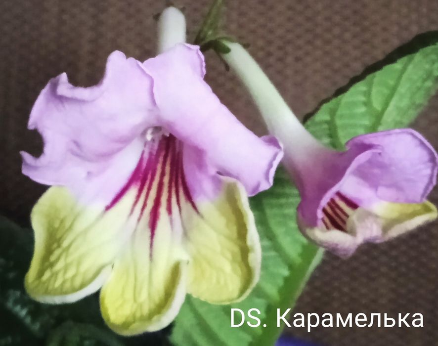 Детки стрептокарпусов.