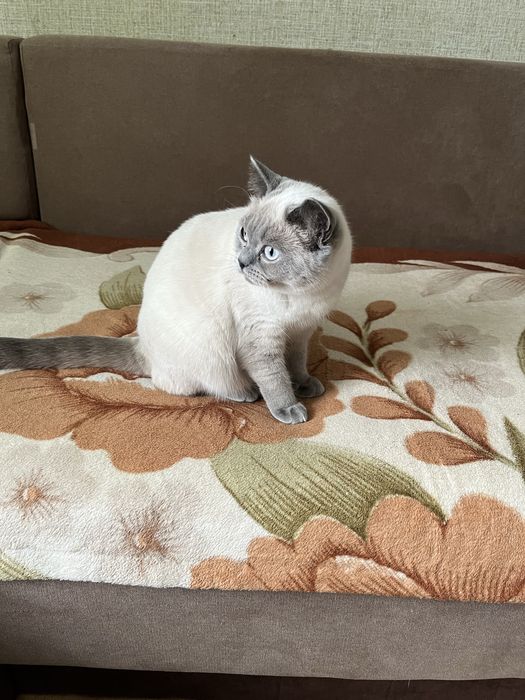 Продається котик