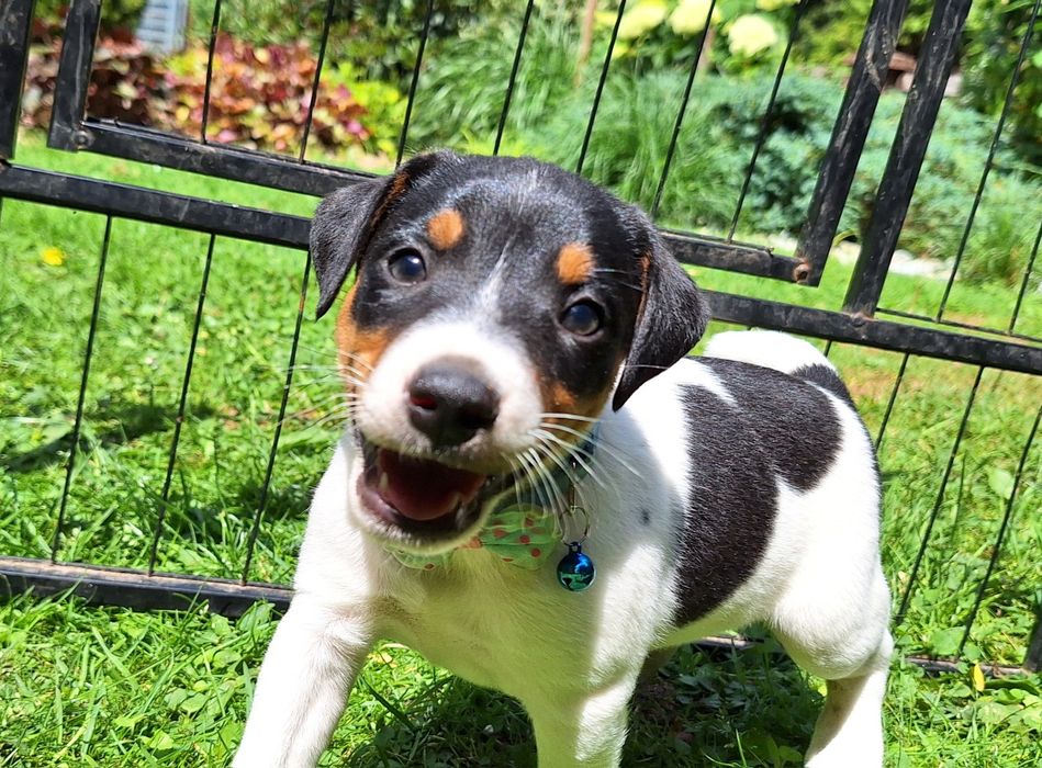 Parson Russell Terrier ZKWP FCI