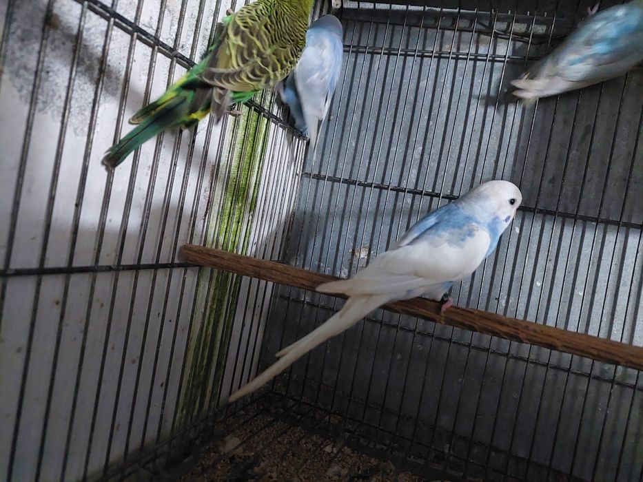 Periquitos australiano