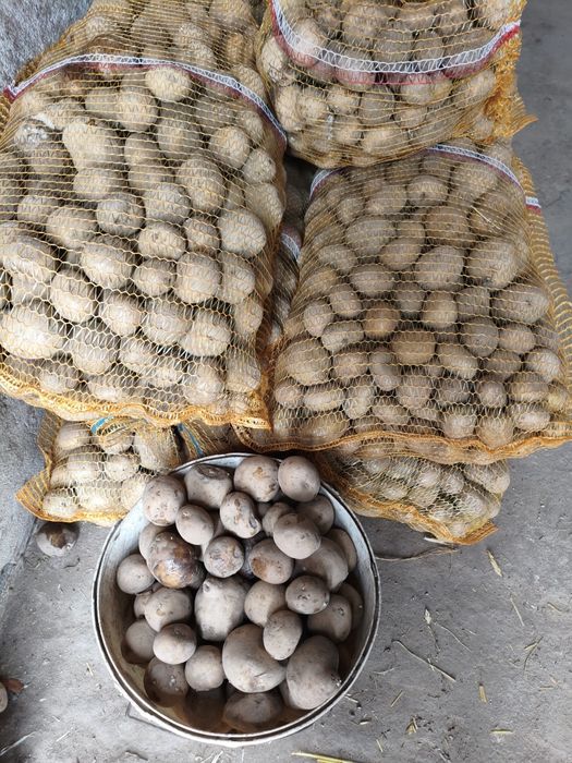 Ziemniaki paszowe odpadowe