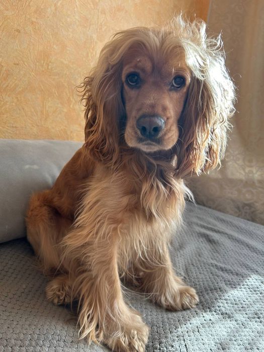 Вʼязка англійський кокер-спаніель