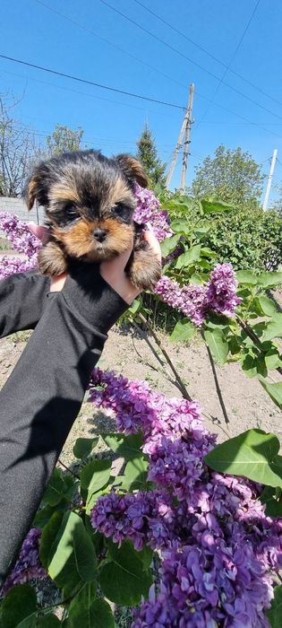 Дуже Гарної Якості Цуценята.