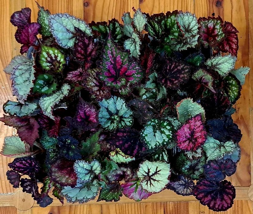 Бегонія королівська