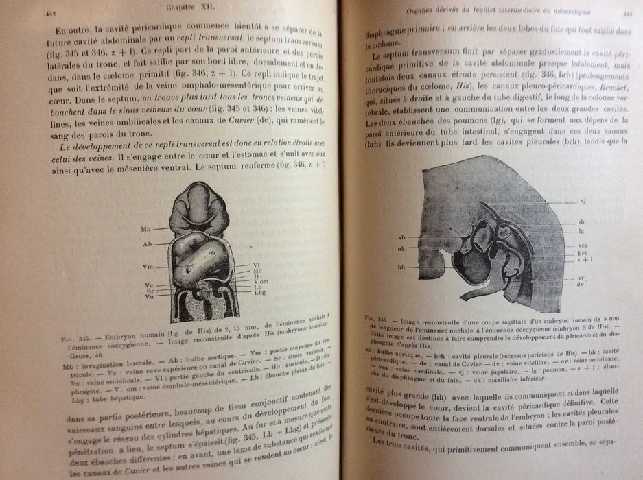 Précis d'embryologie de l'homme & des vertébrés 1906. Raro