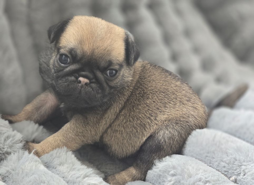 Mops Mopsik Mops