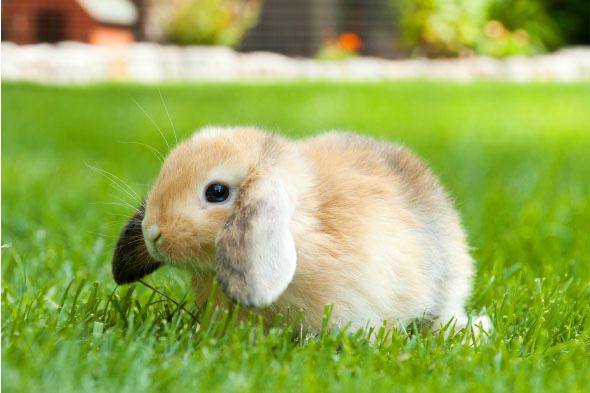 Kroliki miniaturki piekne mini lop baranki angorki karzelek