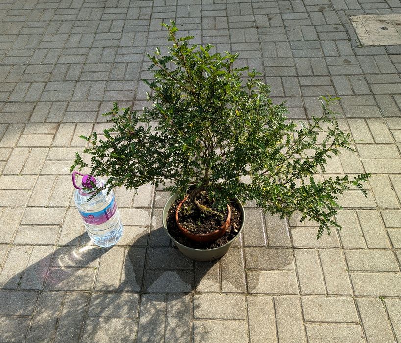 Bonsai Zanthoxyllum piperitum 11 anos