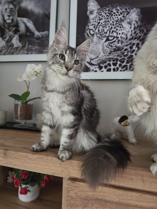 Skiper kocur Maine Coon