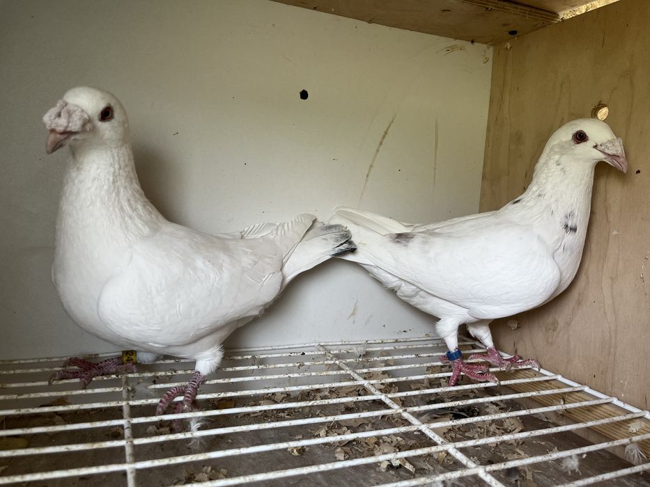 Gołębie staropolskie