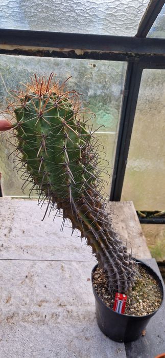 Kaktus Ferokaktus 50 cm