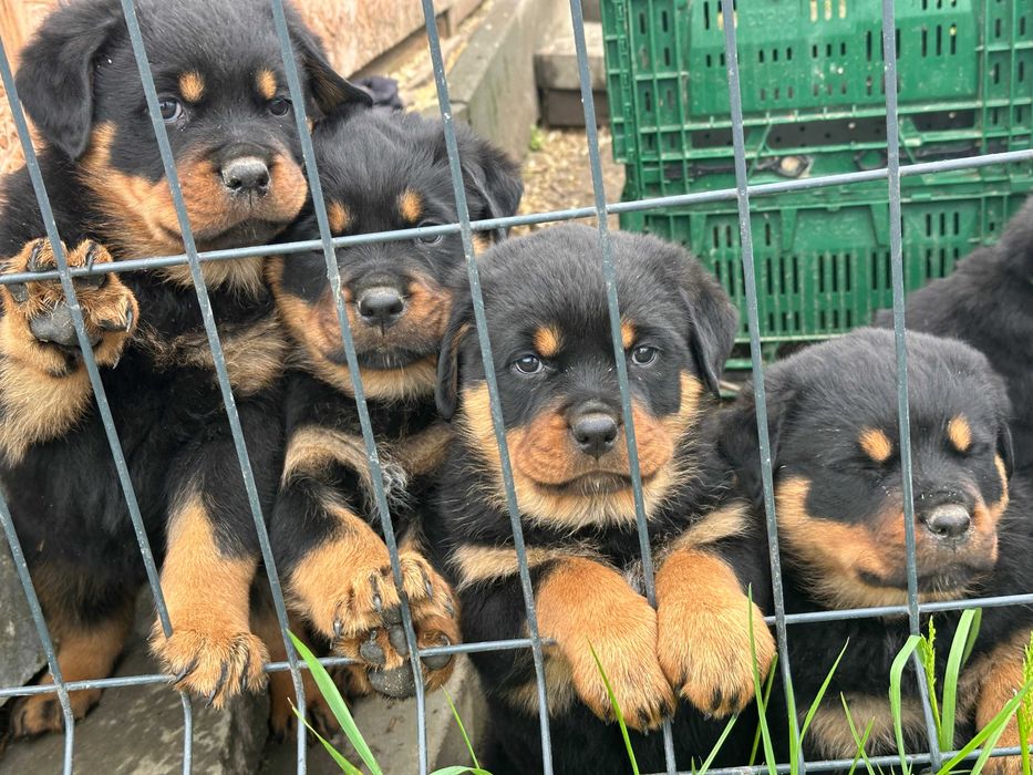 Rottweiler - śliczne szczeniaki