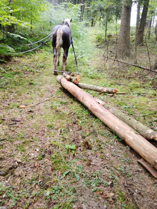 Koń wałach zimnokrwisty