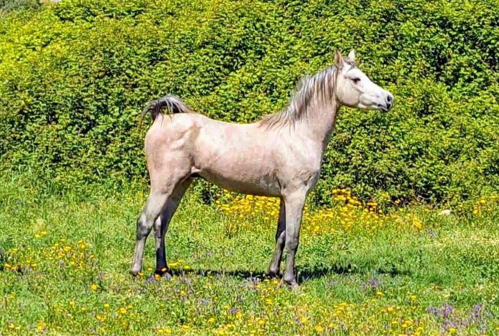 Cavalo PSA com livro