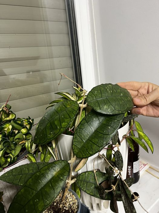 Hoya sp.Perak природнік