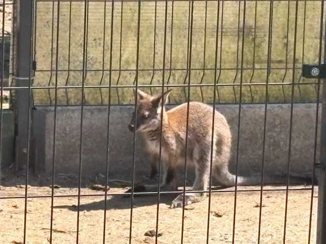Sprzedam kangura walabia bennetta - samczyk