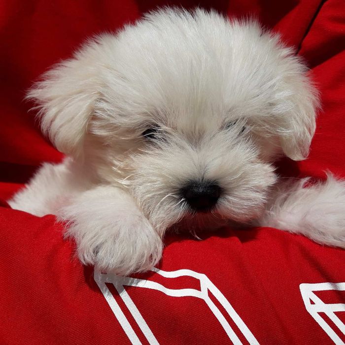 Мини малыш Мальтезочка )