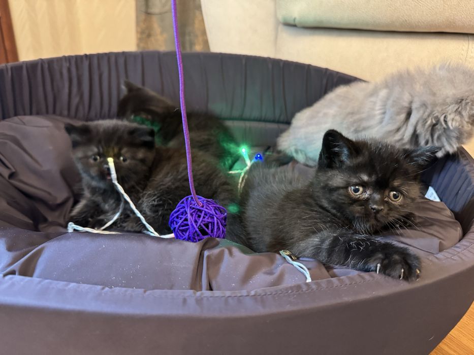 Прекрасные котята