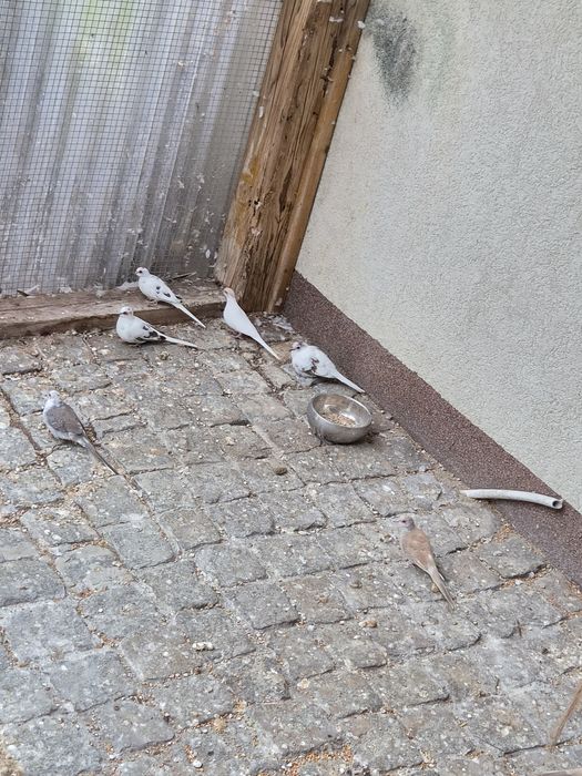 Gołąbki diamentowe