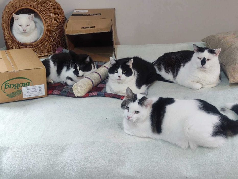120 kotów czeka na dom !!!