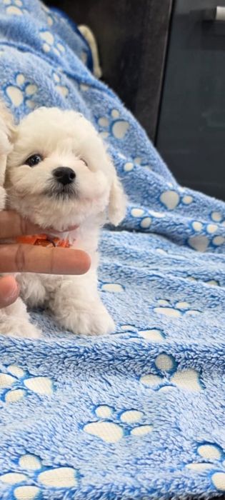 Bichon frise suczka Eliza  FCI ZKwP