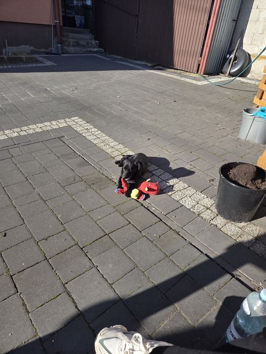 Sunia 6 miesięcy szuka domu