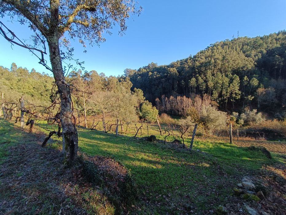 Vende-se Quinta de Oliveiras e Vindimas com 5369.16m2