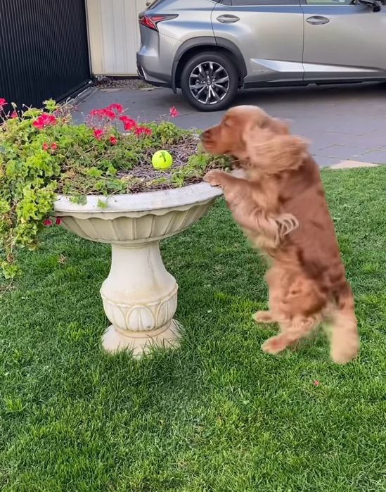 Дітки спаніелі копія батьків.