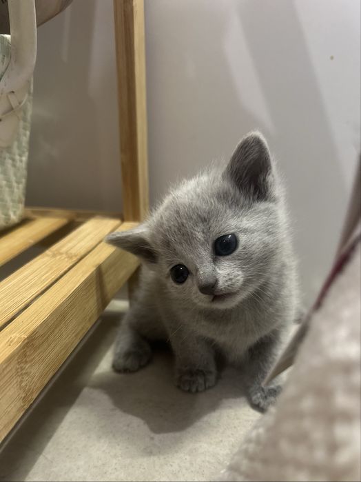 Kotka rosyjska niebieska