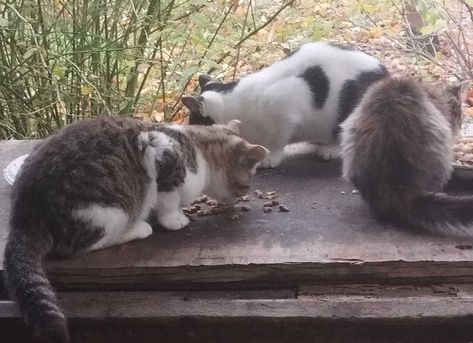 Шукаємо дім кошенятам