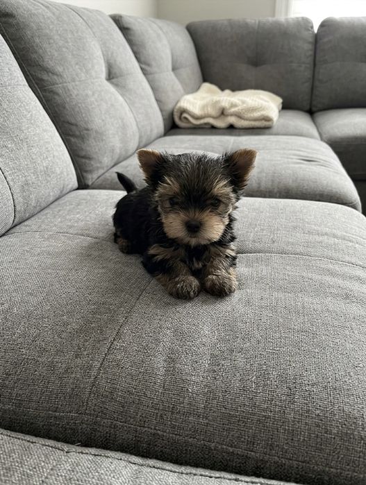 Suczka York    Gotowa na zmianę domku