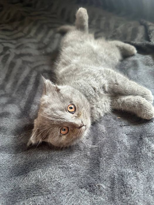 Кошенята Британці
