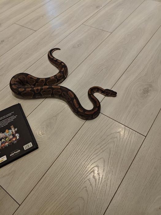 Pyton królewski około 130 cm łagodny