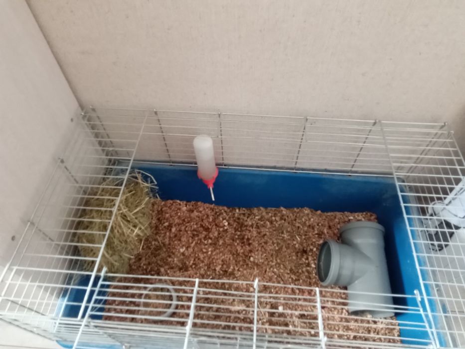 Продам морську свинку разом з кліткою