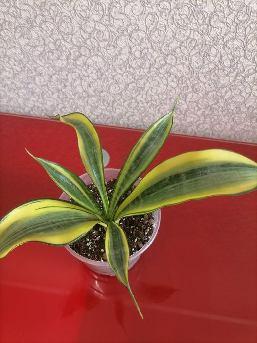 Сансевієрія Голден Баннер