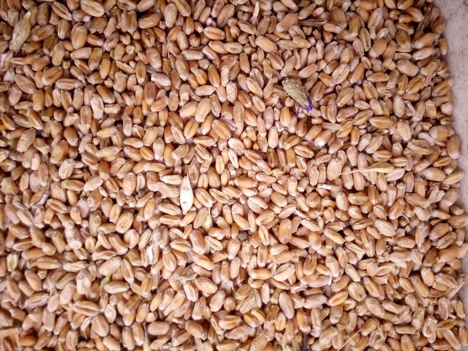 Sprzedam pszenice ozimą