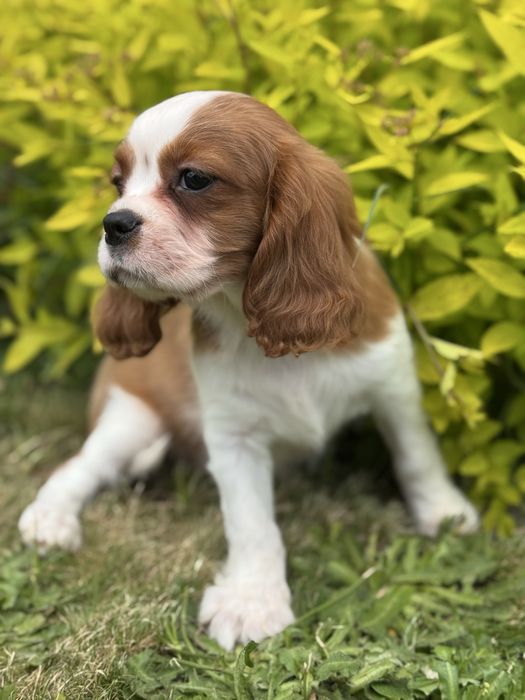 Piesek- cavalier  King Charles  Spamiel