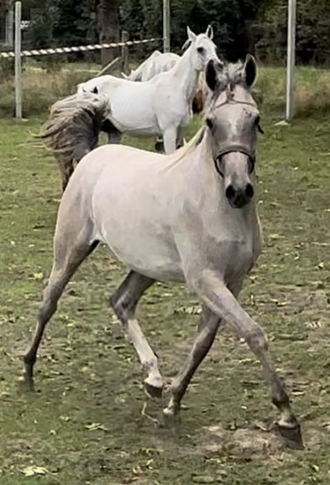 Klacz Arabska Orlando / Orla Wieza