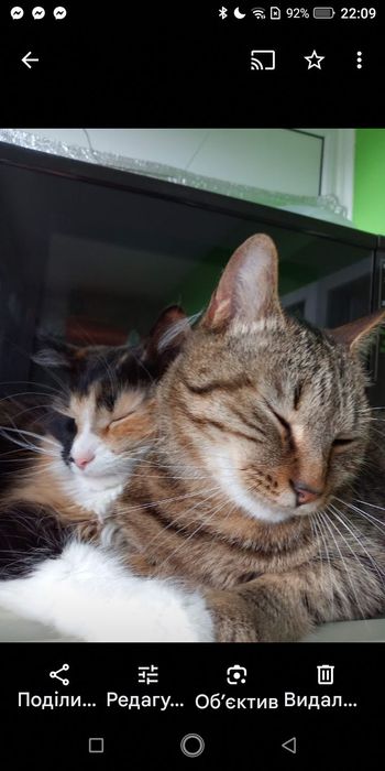 За символічну плату,або на перетримку віддам  в добрі руки кота Максік