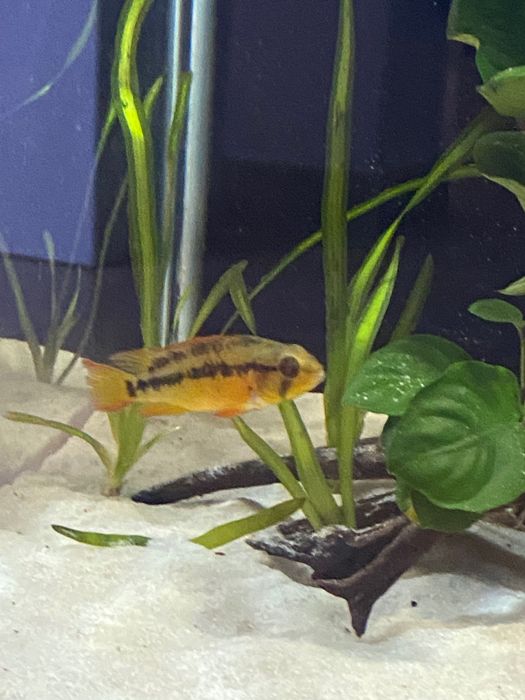 Apistograma Macmasteri 17€ o casal