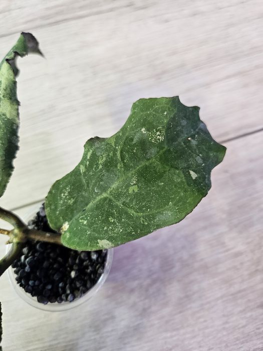 Hoya undulata Black